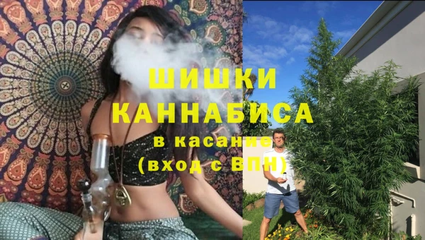 сатива Беломорск