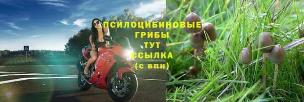 сатива Беломорск